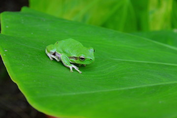Green fog resting on a leaf