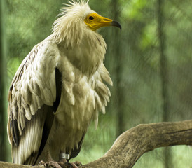 Eagle in the cage