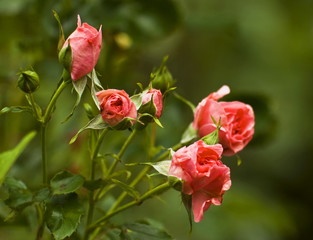 Pink Rosebud