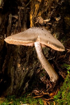 fawn mushroom. pluteus cervinus