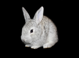 small rabbit