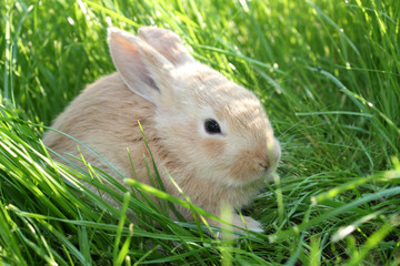Small rabbit