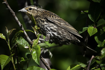 Female redwing black bird.