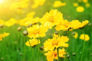 Sunny yellow flowers background