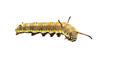 Caterpillar isolated on white background