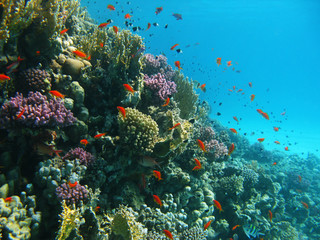Fototapeta na wymiar Coral reef and tropical fishes
