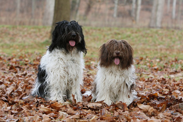 deux schapendoes assis de face dans les feuilles