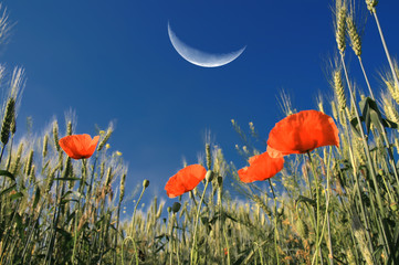 Obraz premium at night in the summer field