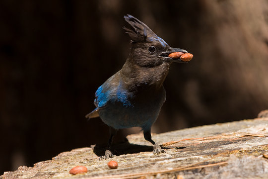 Eating Steller's Jay