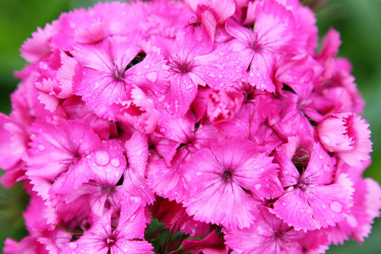 Rosa Bartnelke