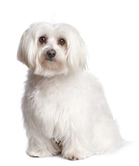 maltese dog