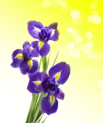 Crédence de cuisine en verre imprimé Iris Beautiful fresh iris flowers with waterdrops isolated