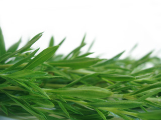 Fototapeta premium rosemary background