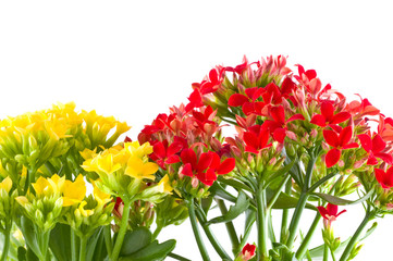 Beautiful flower of kalanchoe