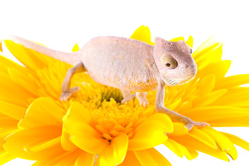 Chameleon on flower.