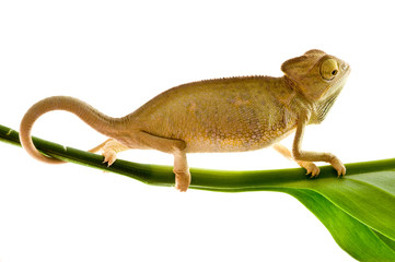 Chameleon on flower.