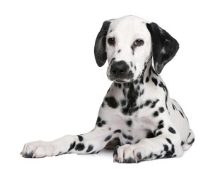 Dalmatian puppy