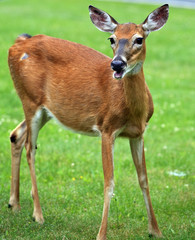 white-tailed deer