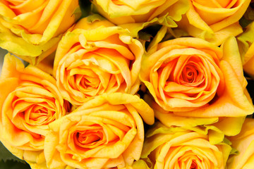 bright yellow roses