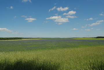 Fototapeta premium Kornblumenfeld