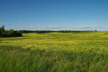 Wellige Felderlandschaft