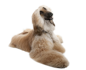 Brown Grommed Afghan Hound (7 years)