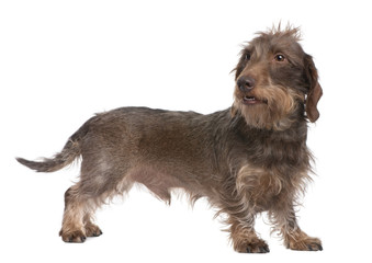 Brown Wire-haired dachshund (3 yeras old)