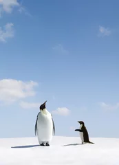 Crédence de cuisine en verre imprimé Pingouin Rejet