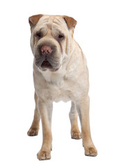 beige Sharpei (2 years old)