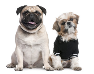 Couple of dogs : Shih Tzu dressed-up and a pug