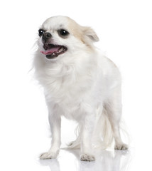white chihuahua panting (2 years old)