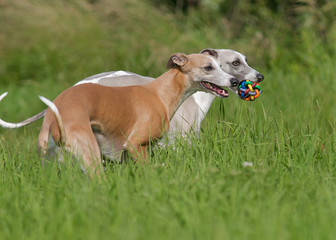 Spielende Whippet´s