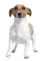 Jack russell (2 years old)