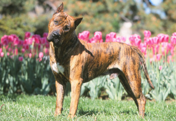 chien dogo canario debout curieux dans un jardin - soleil