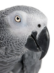 close-up on a African Grey Parrot's head