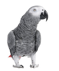 African Grey Parrot - Psittacus erithacus - obrazy, fototapety, plakaty