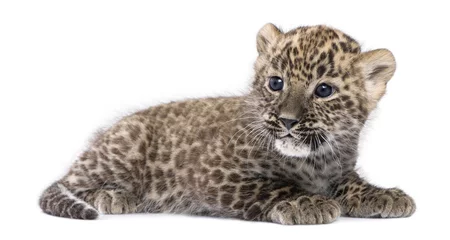Rolgordijnen profile of a Persian leopard Cub lying down (6 weeks) © Eric Isselée