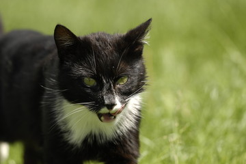 Katze