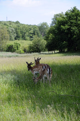 Dammwild - Herde