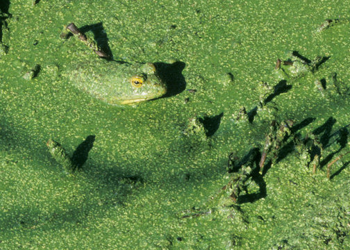 Dirty Frog