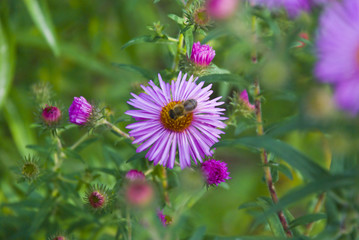 Fototapeta premium Wespe auf Blume