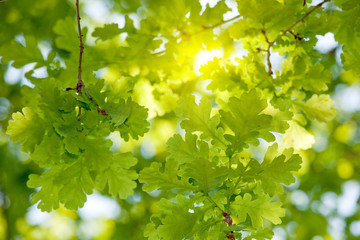 Fototapeta premium oak tree leaves sunlight