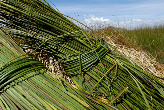 papiro