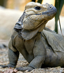 L'iguane cornu 2