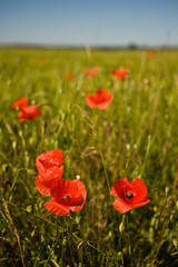 coquelicots