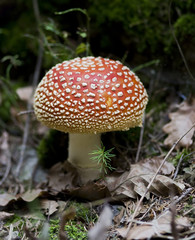 bug agaric
