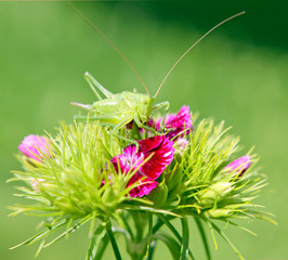 Heuschrecke,blume