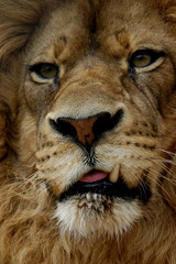 Snaggle toothed Lion