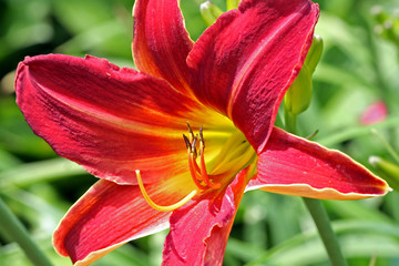 Hemerocallis, Taglilie