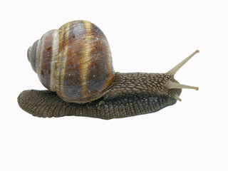 Naklejka premium Schnecke